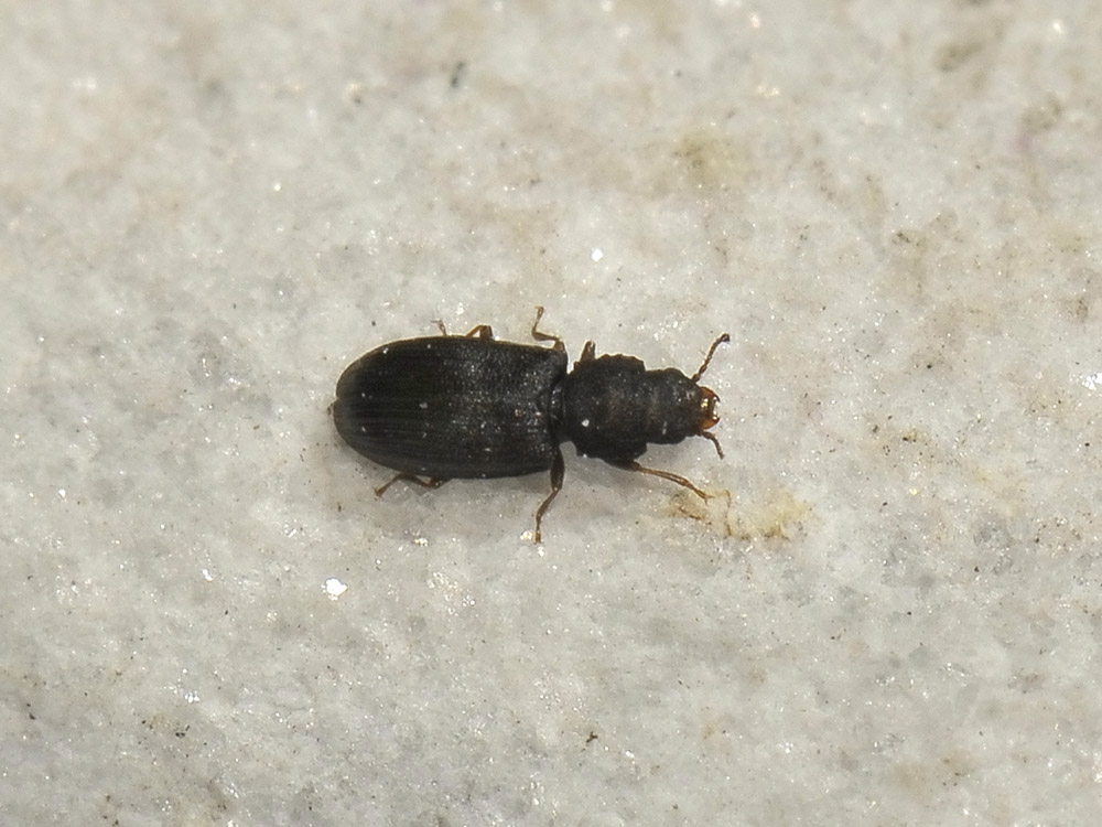 Lathropus sepicola